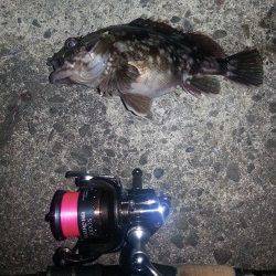 久しぶりのアジングはガシラのみでした(  ；∀；)