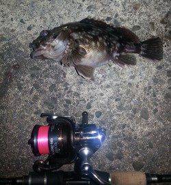 久しぶりのアジングはガシラのみでした(  ；∀；)