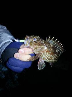 加太漁港　年内最後のライトワインドでガシラ…