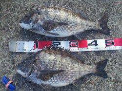 大阪南港でフカセ釣り、良型チヌ2連続ヒット♪