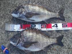 大阪南港でフカセ釣り、良型チヌ2連続ヒット…