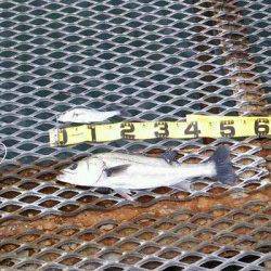 武庫川河口　朝からのエビ撒き釣行でハネ狙い