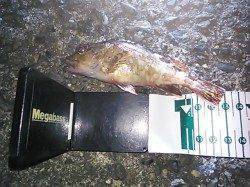 夜に1時間だけメバリング、短時間でガシラ6匹♪