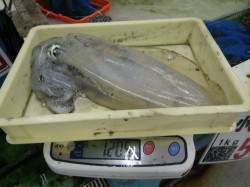 すさみ地磯アオリ1205g、エギングでの釣…