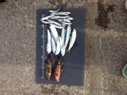 林崎漁港、ちょい投げ＆サビキ釣りの釣果