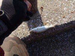 人工島水路でちょい投げでキスの釣果