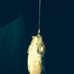 兵突で飛ばしサビキ、アジとマイワシ釣れました♪