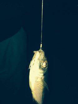 兵突で飛ばしサビキ、アジとマイワシ釣れました♪