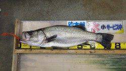 朝一のルアー釣りでヒラスズキがっ！切目崎