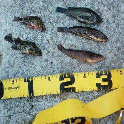 須磨　ズボ釣りで楽しむ根魚釣行