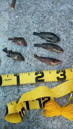 須磨　ズボ釣りで楽しむ根魚釣行