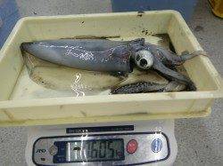 すさみ町口和深の地磯　ウキ釣りでアオリイカ〜660g4ハイ