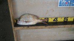 みなべ堺　遠投でマダイ30cmがヒット