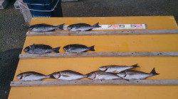 沖のコーデでグレと良型イサギ！