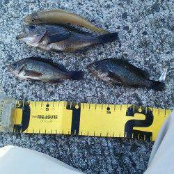 30分間のウキ釣りでメバル・キス