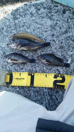 30分間のウキ釣りでメバル・キス