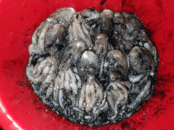 イイダコ２時間で１０匹、良いペースで釣れました