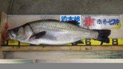 夕方の時合にヒラスズキ79㎝！