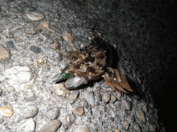 マイクロワインドで攻めるガシラゲーム♪