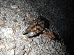 マイクロワインドで攻めるガシラゲーム♪