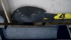 天神崎でグレ35.5㎝【海からのクリスマス…