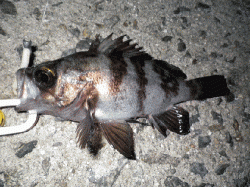 中川、揖保川　ライトゲームでメバル＆ガシラ狙い　ガシラは産卵前の荒喰い!?