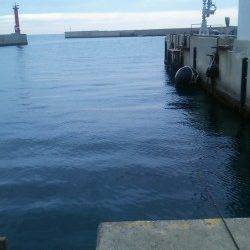 洲本港でエビ撒き釣り&メバリング