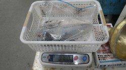 天神崎にてヤエン釣りを楽しみました♪