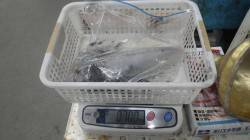 天神崎にてヤエン釣りを楽しみました♪