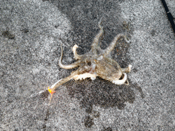 イイダコ２時間で１０匹、良いペースで釣れま…