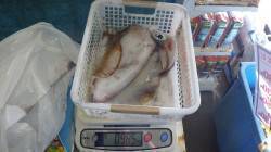 天神崎　ヤエンでキロ近くのアオリイカ