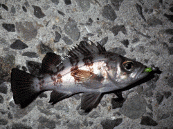 飾磨～広畑　満潮前の夕方からのメバリング釣行