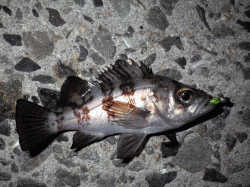 飾磨～広畑　満潮前の夕方からのメバリング釣…