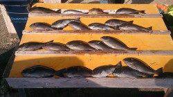 本日グレ好調です！萩尾の磯でのフカセ釣果