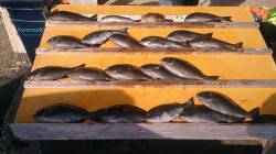 本日グレ好調です！萩尾の磯でのフカセ釣果