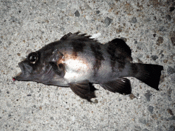 スプリットでフワフワ、でメバルがきました