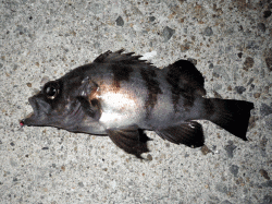 スプリットでフワフワ、でメバルがきました