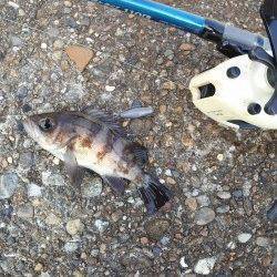 東二見で穴釣り、メバル・アイナメなどの釣果