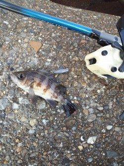 東二見で穴釣り、メバル・アイナメなどの釣果