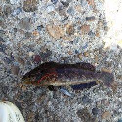 東二見で穴釣り、メバル・アイナメなどの釣果