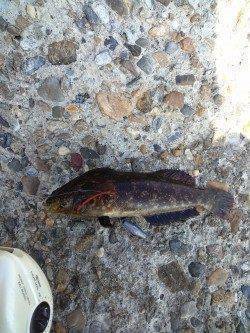 東二見で穴釣り、メバル・アイナメなどの釣果