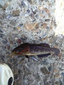 東二見で穴釣り、メバル・アイナメなどの釣果…