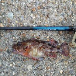 雪がちらつく中穴釣りでガシラ25㎝！