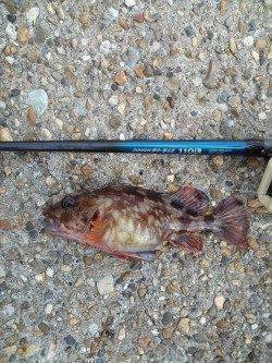 雪がちらつく中穴釣りでガシラ25㎝！