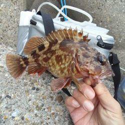 雪がちらつく中穴釣りでガシラ25㎝！