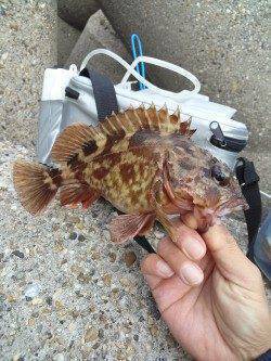 雪がちらつく中穴釣りでガシラ25㎝！