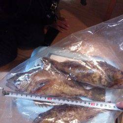 風裏のテトラ帯を攻めてガシラ8匹