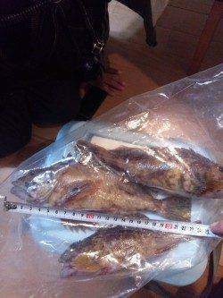 風裏のテトラ帯を攻めてガシラ8匹