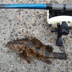 本荘人工島の穴釣りでタケノコメバル&クロソイ
