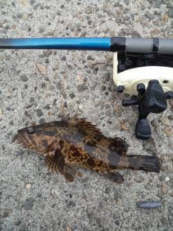 本荘人工島の穴釣りでタケノコメバル&…